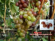 Черенки винограду - близько 170 сортів і г. ф.